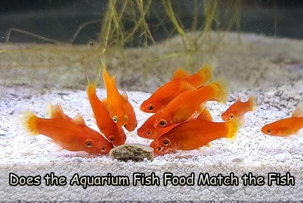 Does the Aquarium Fish Food Match the Fish