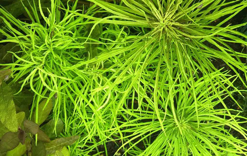 light for pogostemon stellatus