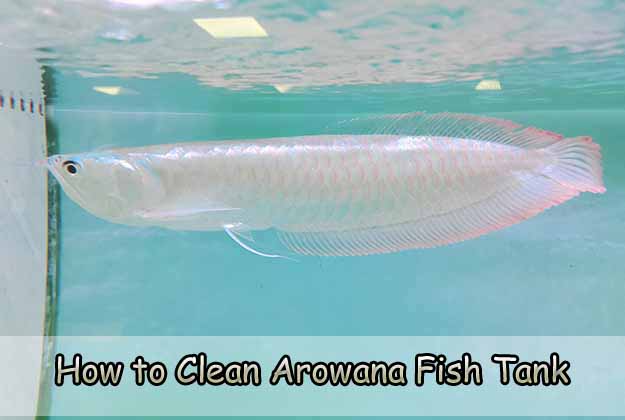 Arowana fish maintenance shop