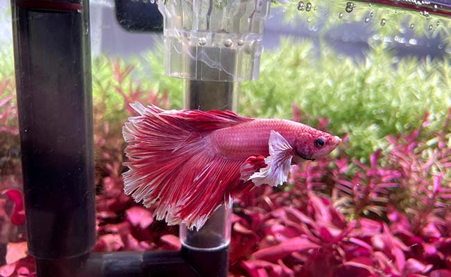 Betta fish