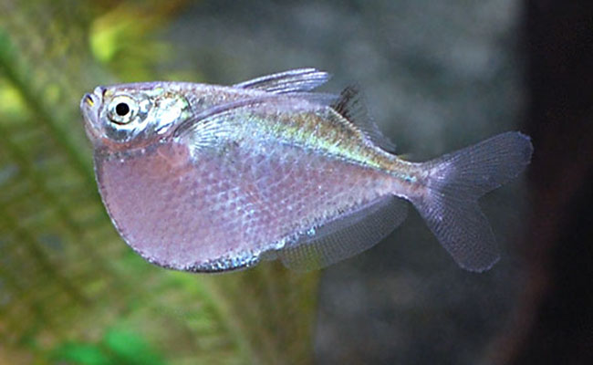 Hatchet fish