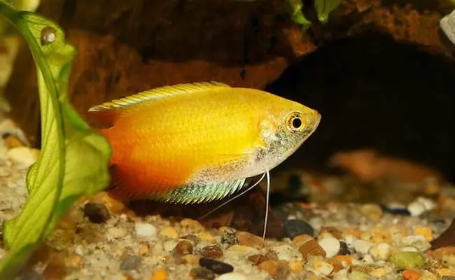 Honey Gourami