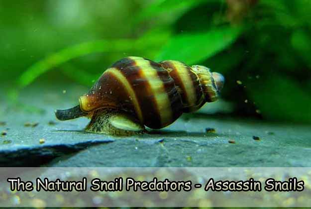 The Natural Snail Predators - Assassin Snails