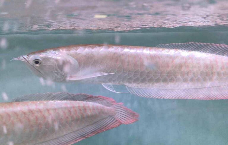 View of What Nutrients Does Arowana Need - hygger