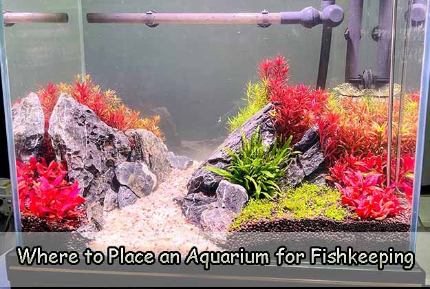 Where to Place an Aquarium for Fishkeeping