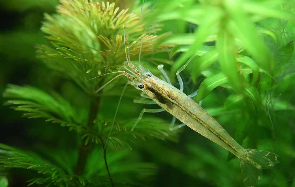 Cabomba furcata and shrimp