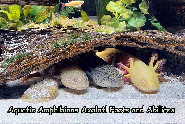 Aquatic Amphibians Axolotl Facts and Abilities