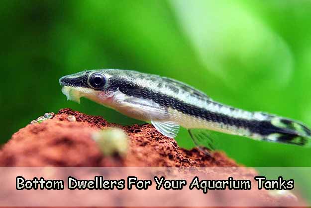 Select Bottom Dwellers For Your Aquarium Tanks Bottom Dwellers For Your Aquarium Tanks