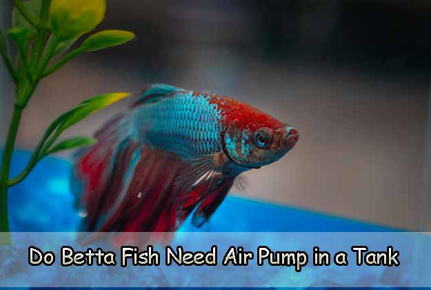 Do Betta Fish Need Air Pump in a Tank
