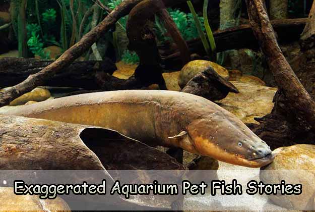 Exaggerated Aquarium Pet Fish Stories
