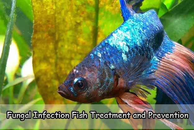 Fungal Infection Fish Treatment and Prevention