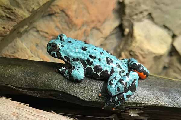 Fire Bellied Toad