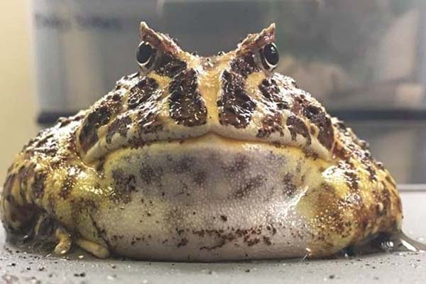 Pacman Frog
