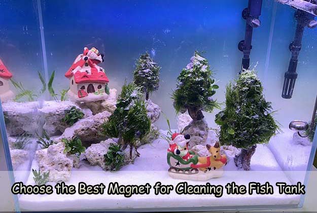 Choose the Best Magnet for Cleaning the Fish Tank