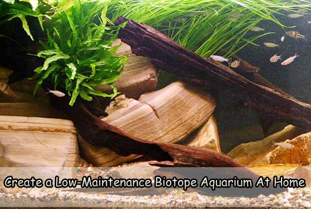 Create a Low-Maintenance Biotope Aquarium At Home