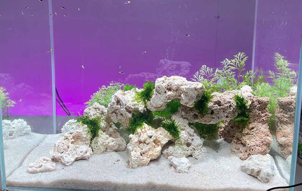 Create a Low-Maintenance Biotope Aquarium