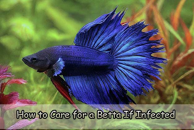 How to Care for a Betta If Infected