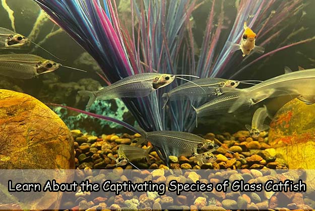 Learn About the Captivating Species of Glass Catfish