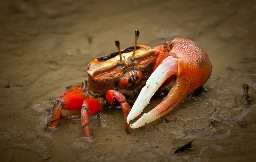 Red Claw Crab