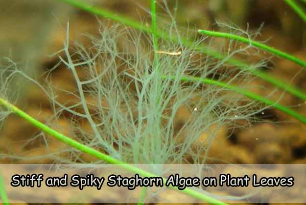 Stiff and Spiky Staghorn Algae on Plant Leaves