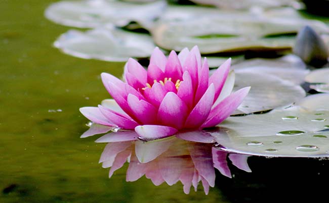 Aquariums Lotus