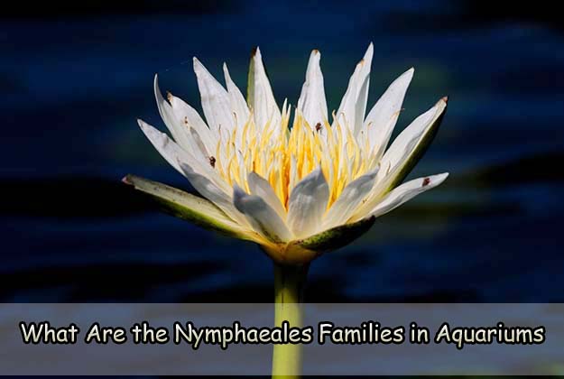 What Are the Nymphaeales Families in Aquariums