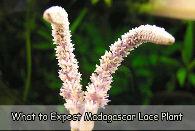 What to Expect Madagascar Lace Plant