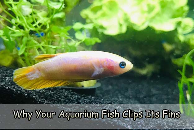 Why Your Aquarium Fish Clips Its Fins
