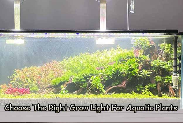 Choose The Right Grow Light For Aquatic Plants