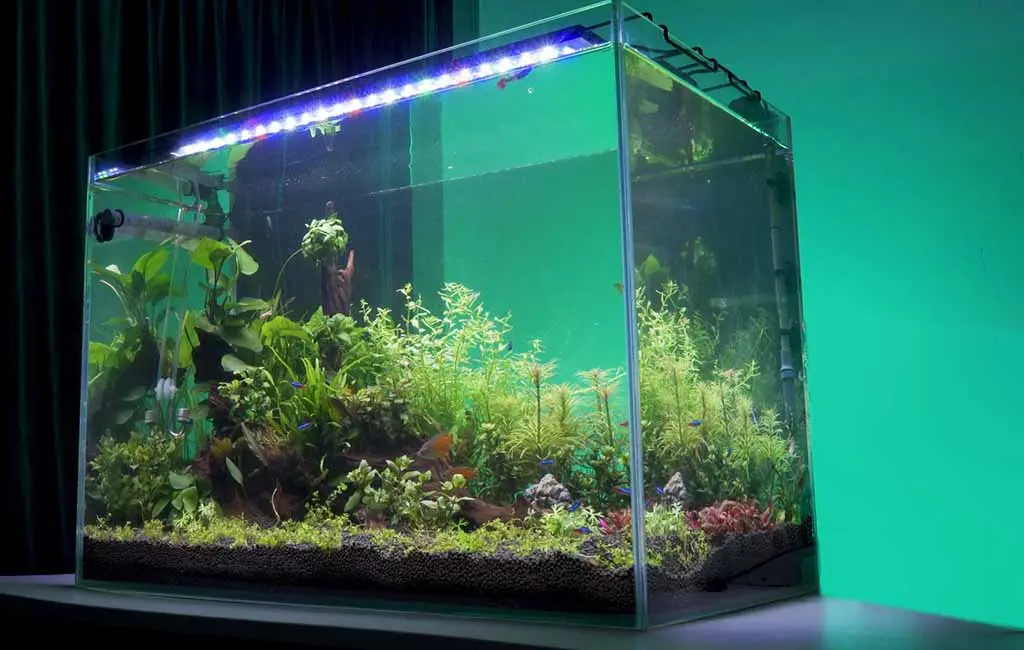 Plants grow lights