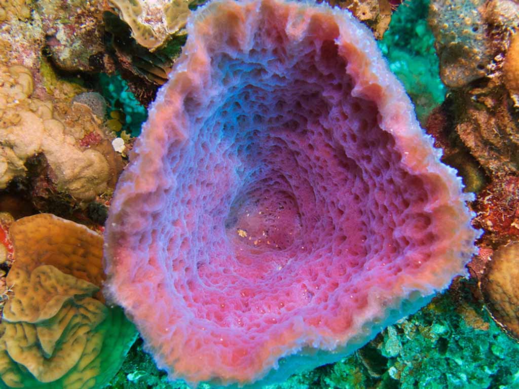 Sponge fish