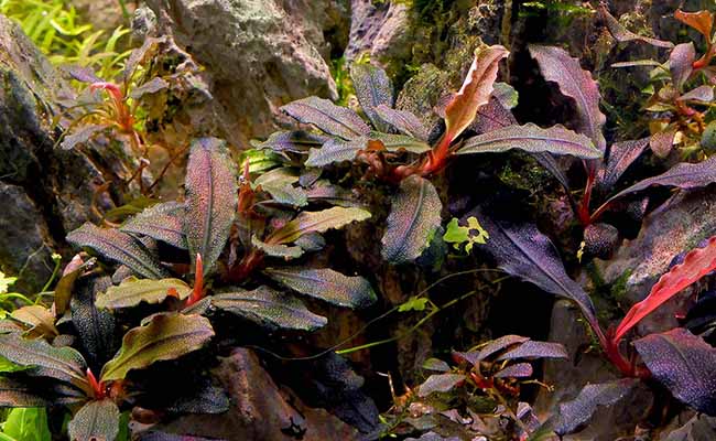 Buce plant