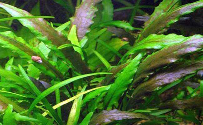Crypts plant