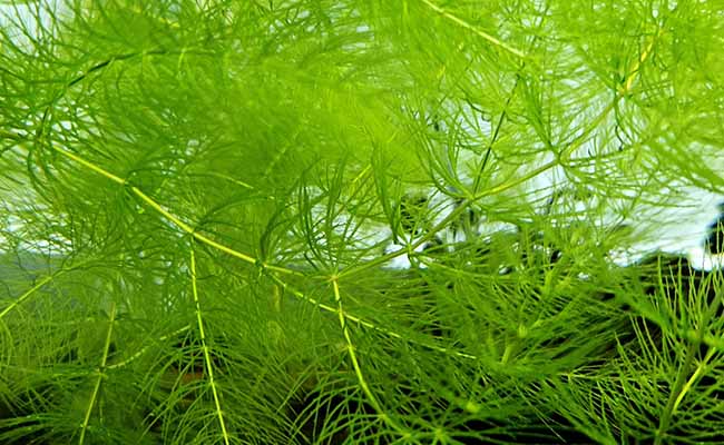 Aquatic Hornwort