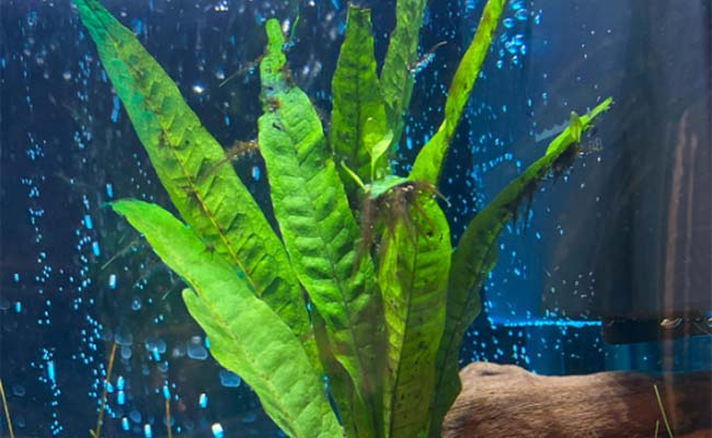Java Fern