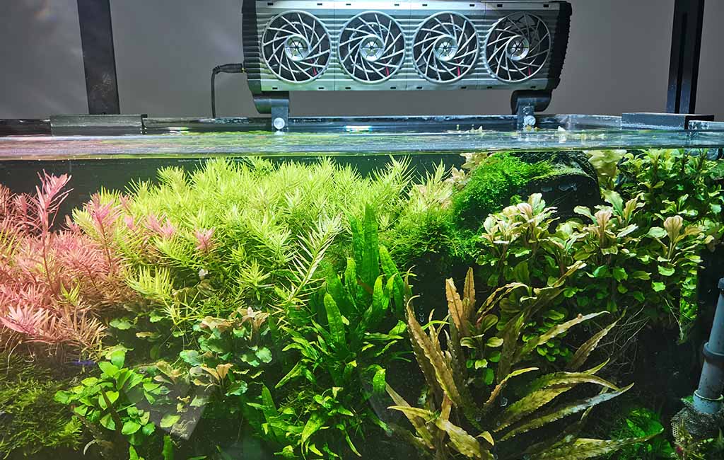 Live freshwater plants for beginners