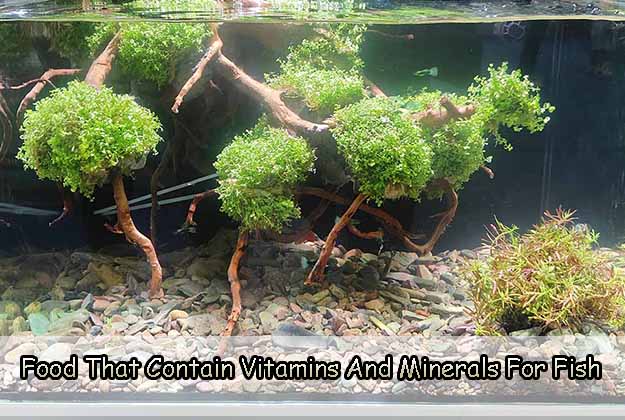 Food That Contains Vitamins And Minerals For Fish