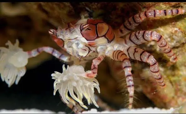 Pom Pom Crab