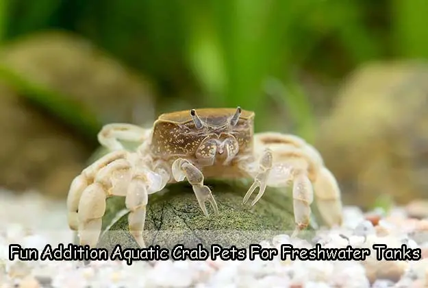 Fun Addition Aquatic Crab Pets For Freshwater Tanks