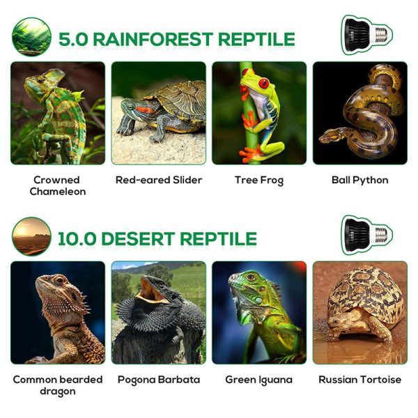 Light for desert reptile