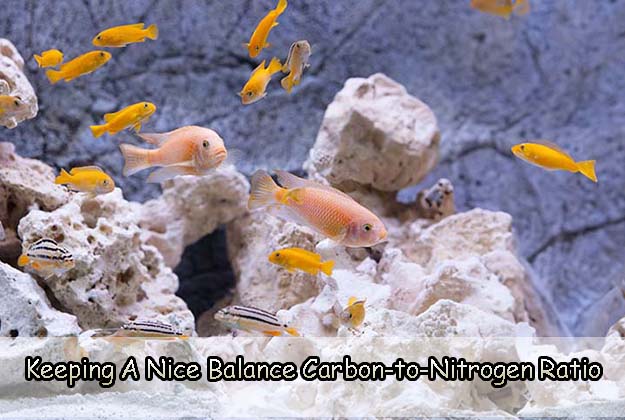 Keeping A Nice Balance Carbon-to-Nitrogen Ratio