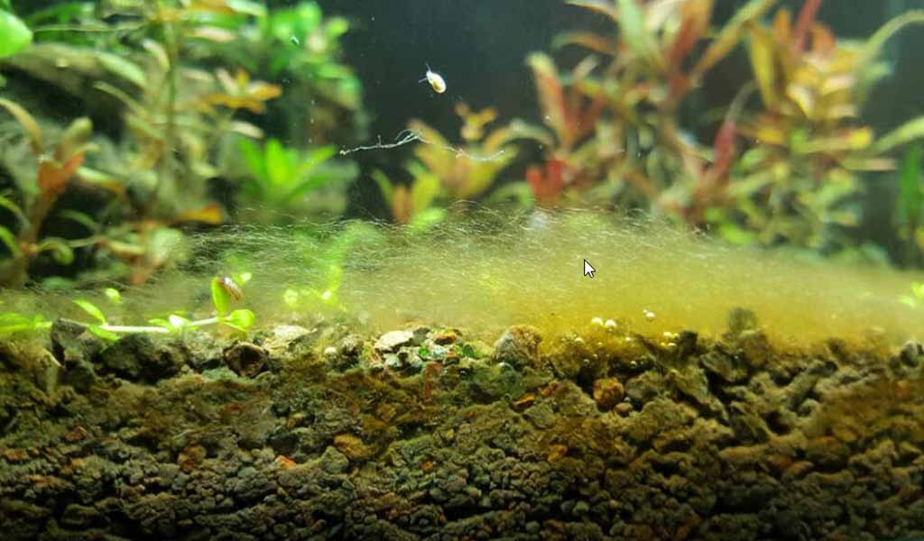 hair algae