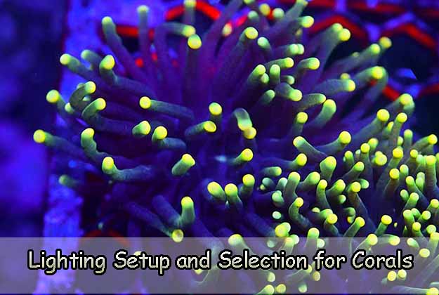 Lighting Setup and Selection for Corals