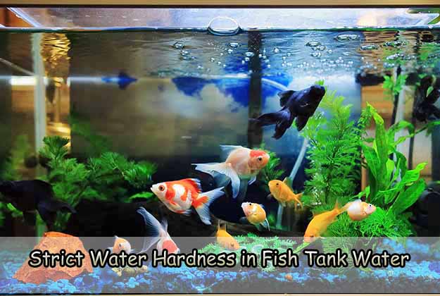 Strict Water Hardness in Fish Tank Water