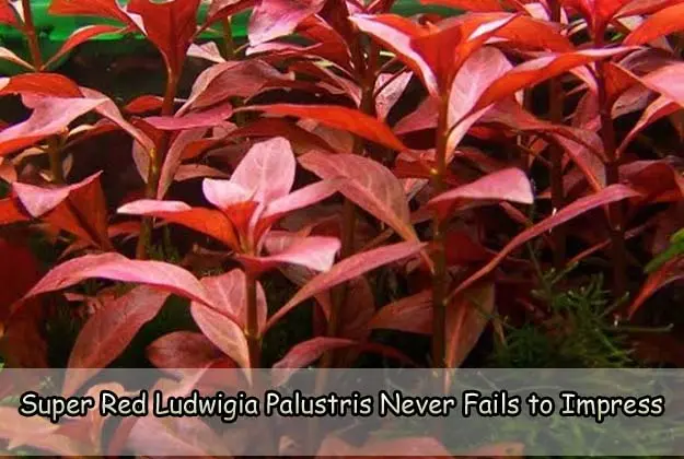 Super Red Ludwigia Palustris Never Fails to Impress