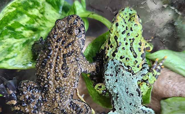 Fire Bellied Toad