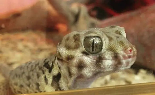 Frog Eyed Gecko