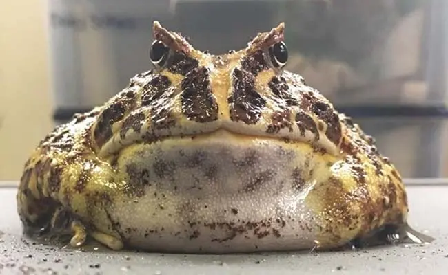 Pacman Frog