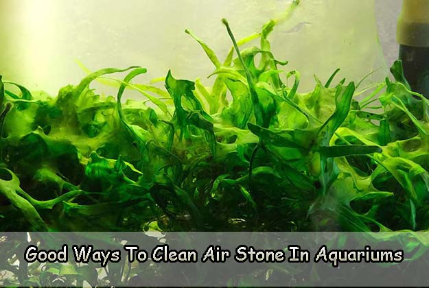 When You Get Blue green Algae in Tank