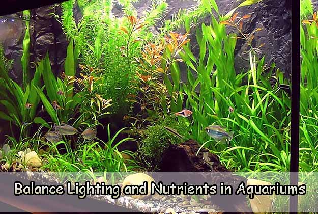 Balance Lighting and Nutrients in Aquariums